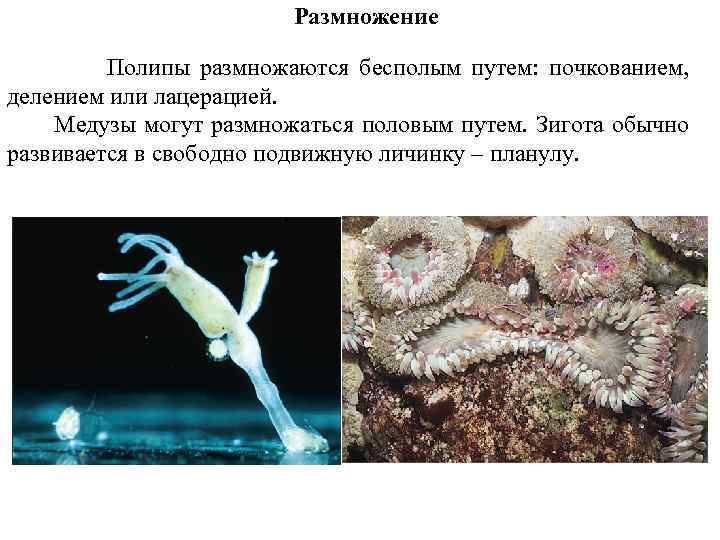 Размножение Полипы размножаются бесполым путем: почкованием, делением или лацерацией. Медузы могут размножаться половым путем.