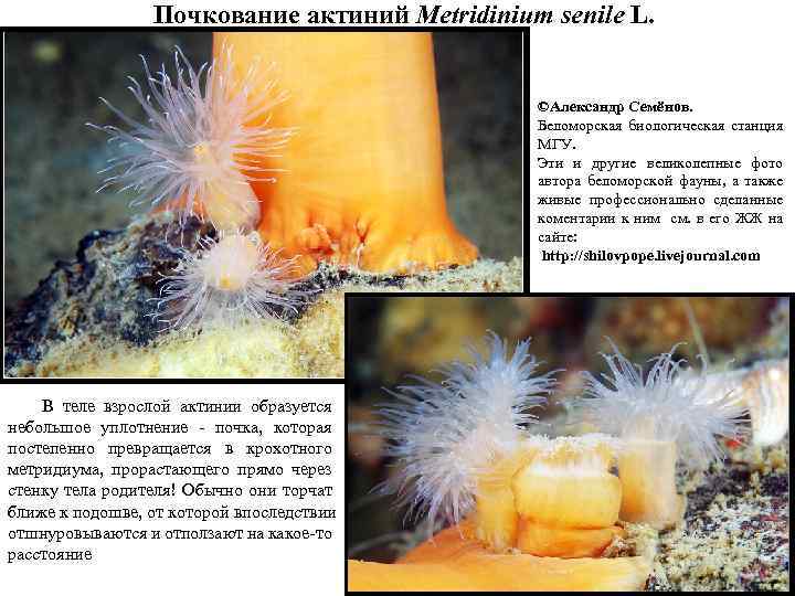 Почкование актиний Metridinium senile L. ©Александр Семёнов. Беломорская биологическая станция МГУ. Эти и другие