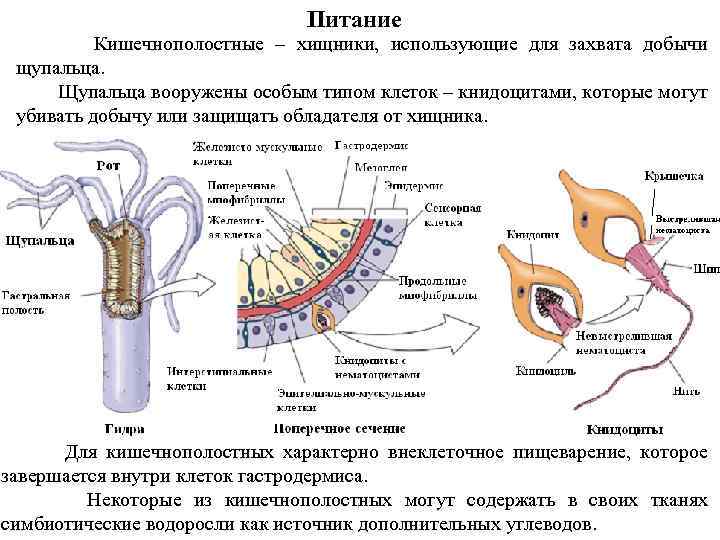 Питание Кишечнополостные – хищники, использующие для захвата добычи щупальца. Щупальца вооружены особым типом клеток