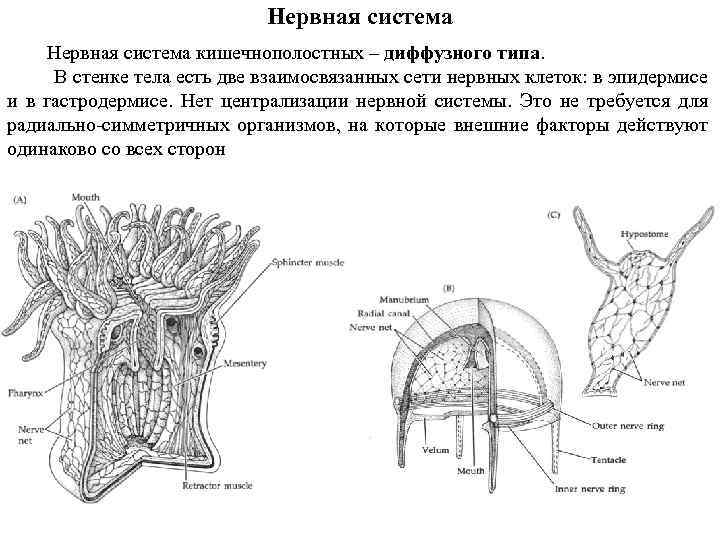 Нервная система кишечнополостных – диффузного типа. В стенке тела есть две взаимосвязанных сети нервных