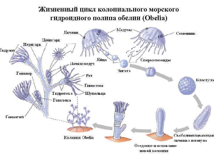 Жизненный цикл колониального морского гидроидного полипа обелии (Obelia) 