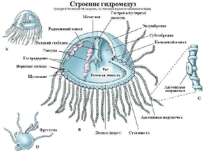 Строение гидромедуз 