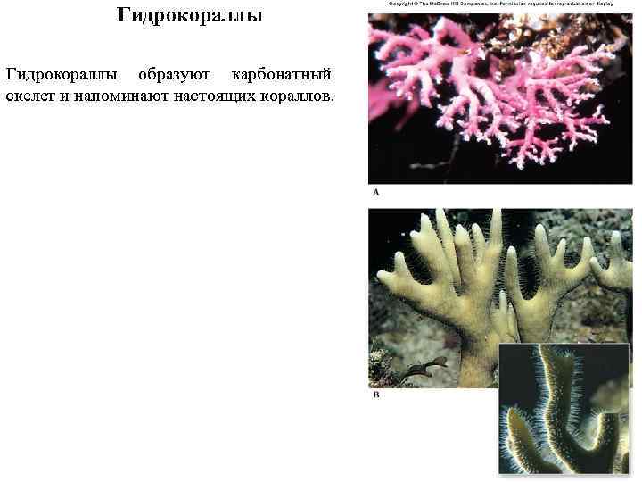 Гидрокораллы образуют карбонатный скелет и напоминают настоящих кораллов. 