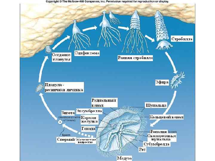 Класс Сцифоидные медузы (Scyphozoa) 