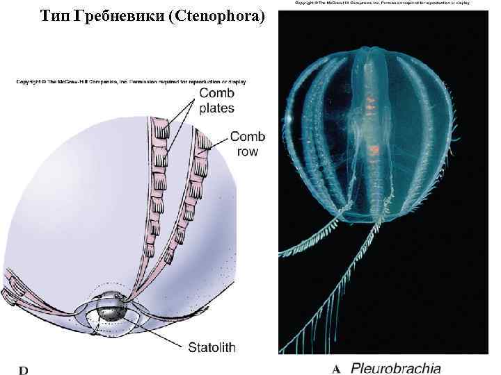 Тип Гребневики (Ctenophora) 