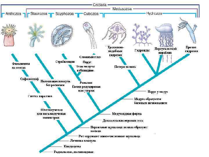 Общая схема филогенетического цикла