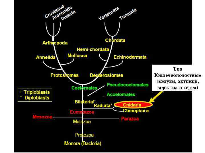 Положение в системе Тип Кишечнополостные (медузы, актинии, кораллы и гидра) 
