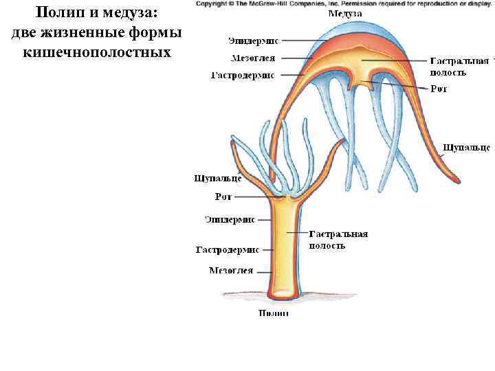 Полип и медуза: две жизненные формы кишечнополостных 