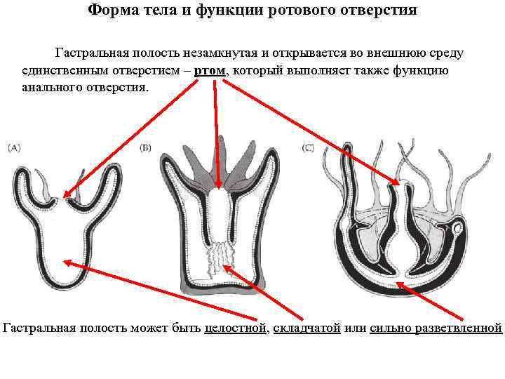 Форма тела и функции ротового отверстия Гастральная полость незамкнутая и открывается во внешнюю среду