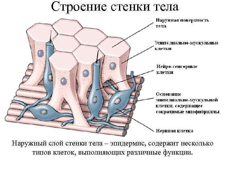 Строение стенки тела Наружный слой стенки тела – эпидермис, содержит несколько типов клеток, выполняющих