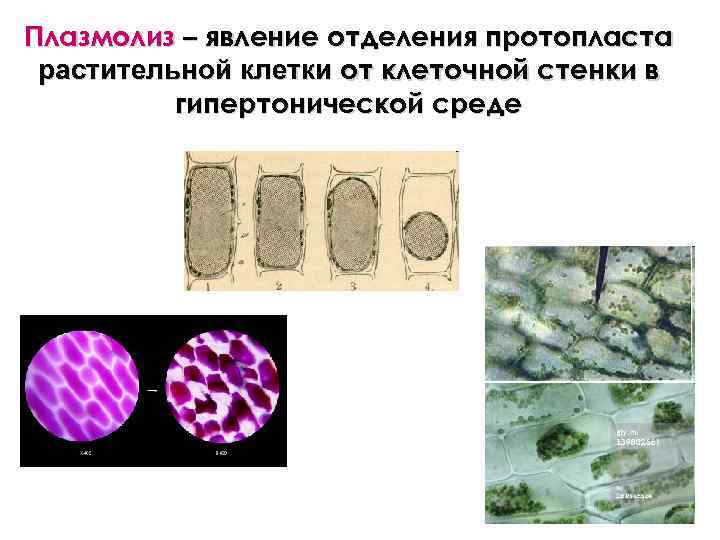 Плазмолиз – явление отделения протопласта растительной клетки от клеточной стенки в гипертонической среде 