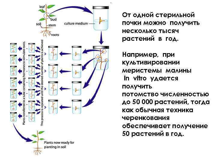 Культивирование крупный размер