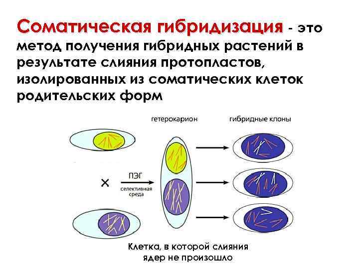 Образуются соматические клетки