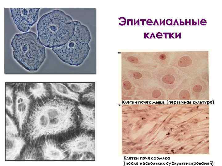 Эпителиальные клетки Клетки почек мыши (первичная культура) Клетки почек хомяка (после нескольких субкультивирований) 