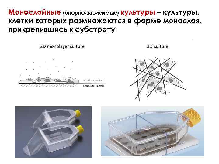 Монослойные (опорно-зависимые) культуры – культуры, клетки которых размножаются в форме монослоя, прикрепившись к субстрату