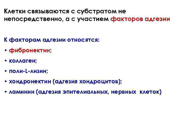 Клетки связываются с субстратом не непосредственно, а с участием факторов адгезии К факторам адгезии