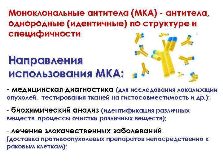 Моноклональные антитела (МКА) - антитела, однородные (идентичные) по структуре и специфичности Направления использования МКА: