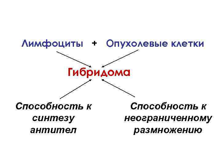 Лимфоциты + Опухолевые клетки Гибридома Способность к синтезу антител Способность к неограниченному размножению 