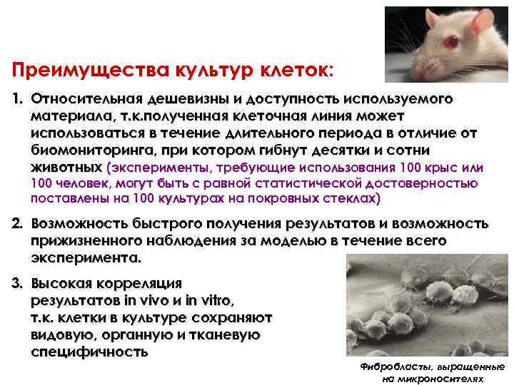 Преимущества культур клеток: 1. Относительная дешевизны и доступность используемого материала, т. к. полученная клеточная