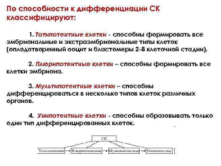 Дифференциация клеток. Этапы дифференциации клеток. Дифференциация клеток этапы тотипотентность. Виды дифференциации клеток. Типы дифференциации клетки.