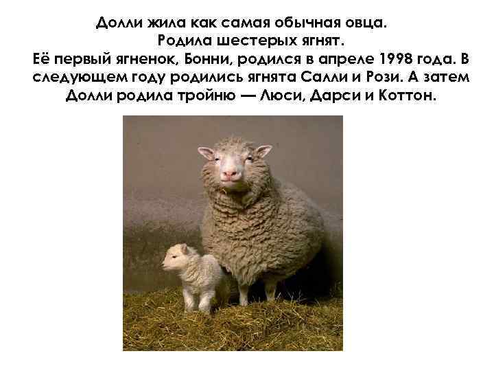 Долли жила как самая обычная овца. Родила шестерых ягнят. Её первый ягненок, Бонни, родился