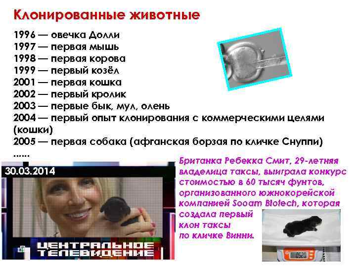 Клонированные животные 1996 — овечка Долли 1997 — первая мышь 1998 — первая корова