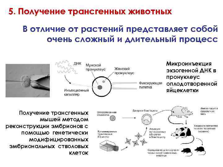 Соматическая клетка животного