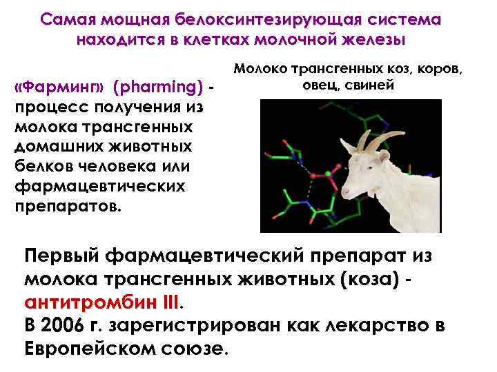 Самая мощная белоксинтезирующая система находится в клетках молочной железы «Фарминг» (pharming) процесс получения из