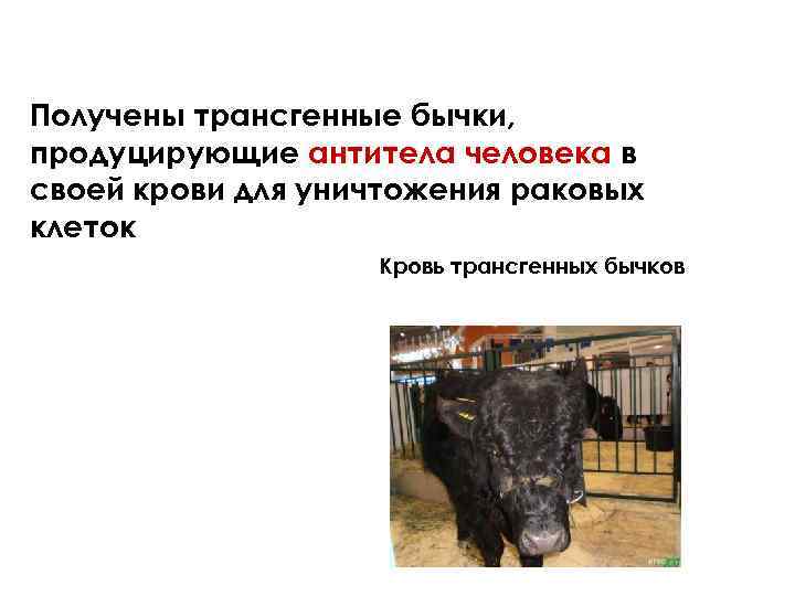 Получены трансгенные бычки, продуцирующие антитела человека в своей крови для уничтожения раковых клеток Кровь