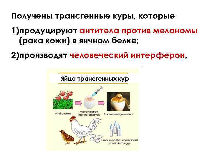 Получены трансгенные куры, которые 1)продуцируют антитела против меланомы (рака кожи) в яичном белке; 2)производят