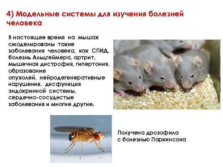 4) Модельные системы для изучения болезней человека В настоящее время на мышах смоделированы такие