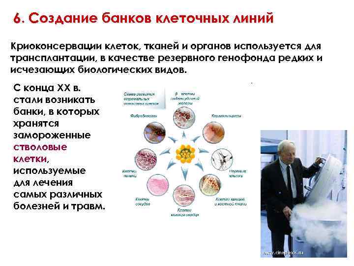 6. Создание банков клеточных линий Криоконсервации клеток, тканей и органов используется для трансплантации, в