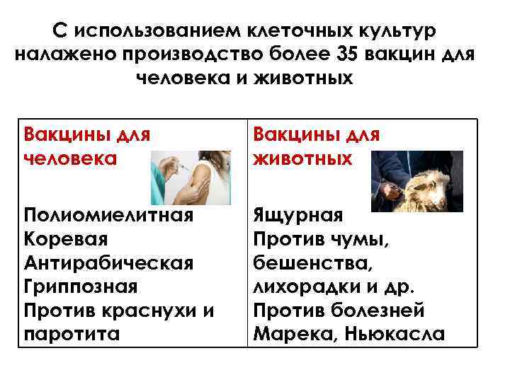 С использованием клеточных культур налажено производство более 35 вакцин для человека и животных Вакцины
