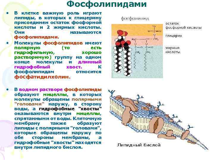  Фосфолипидами • В клетке важную роль играют липиды, в которых к глицерину присоединен