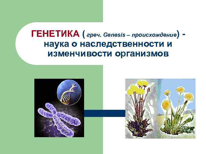 ГЕНЕТИКА ( греч. Genesis – происхождение) наука о наследственности и изменчивости организмов 