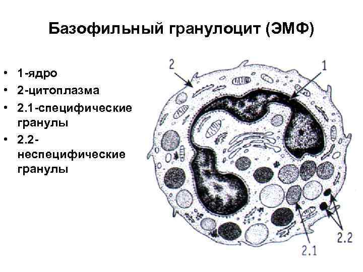 Базофильный гранулоцит (ЭМФ) • 1 -ядро • 2 -цитоплазма • 2. 1 -специфические гранулы