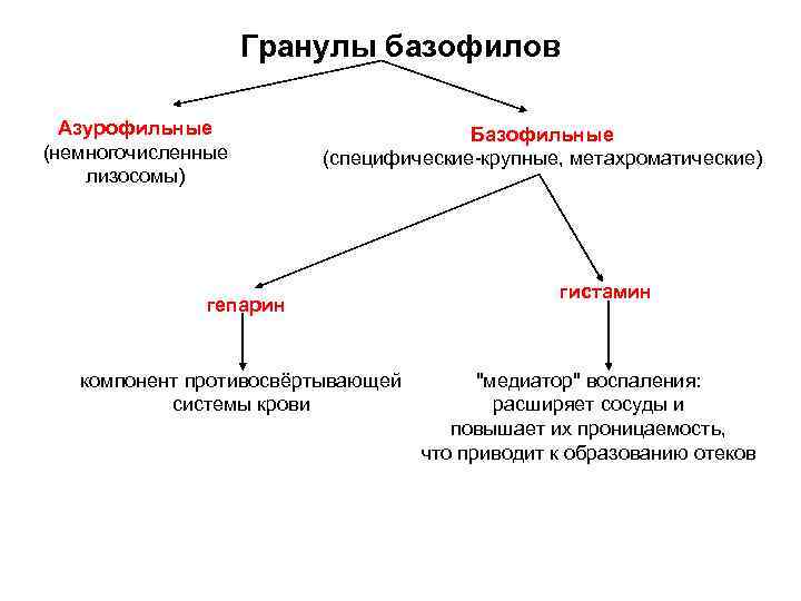 Гранулы базофилов Азурофильные (немногочисленные лизосомы) Базофильные (специфические-крупные, метахроматические) гепарин компонент противосвёртывающей системы крови гистамин