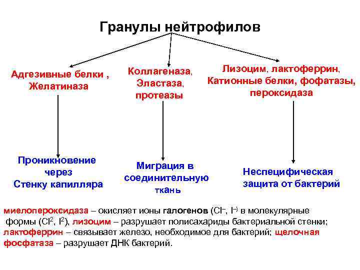 Гранулы нейтрофилов Адгезивные белки , Желатиназа Проникновение через Стенку капилляра Коллагеназа, Эластаза, протеазы Лизоцим,