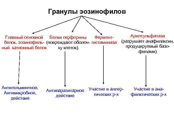 Гранулы эозинофилов Главный основной Белки перфорины Ферментбелок, эозинофиль- (повреждают оболоч- гистаминаза ный катионный белок