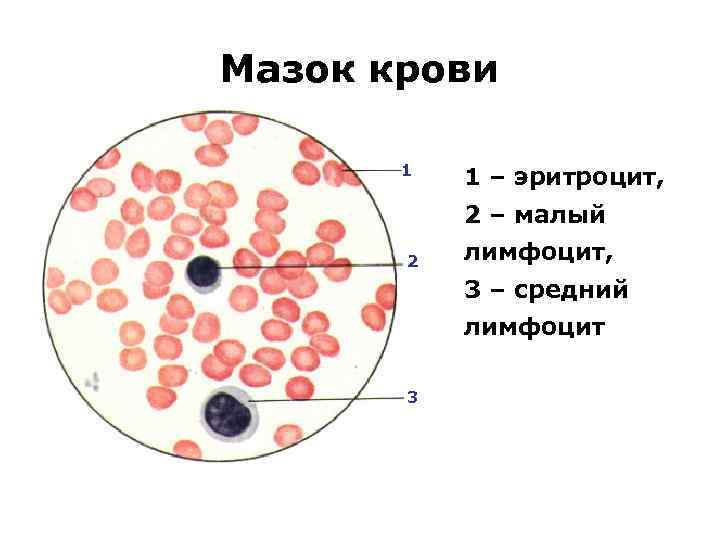 Мазок крови рисунок