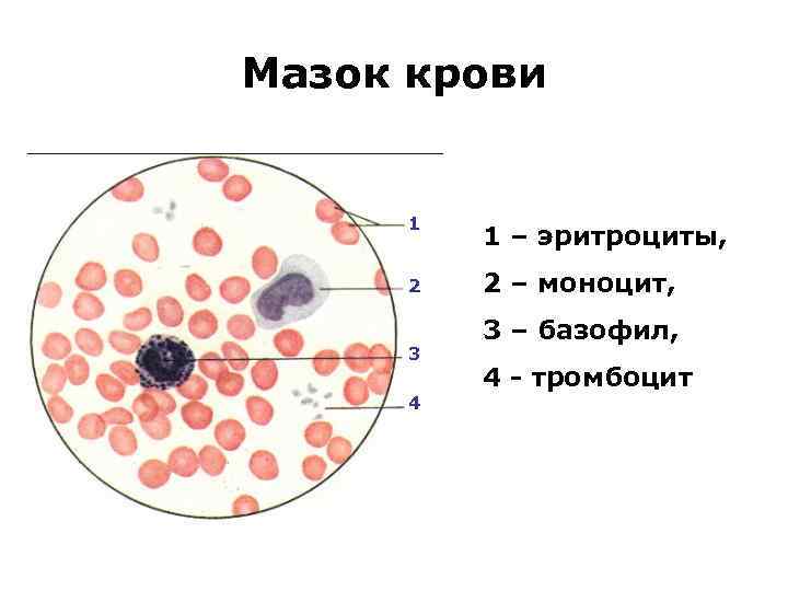 Мазок крови 1 2 3 4 1 – эритроциты, 2 – моноцит, 3 –
