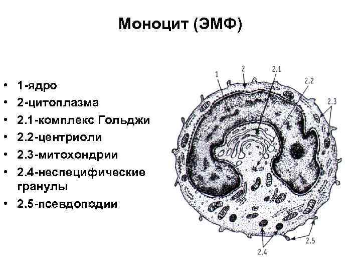 Моноцит (ЭМФ) • • • 1 -ядро 2 -цитоплазма 2. 1 -комплекс Гольджи 2.