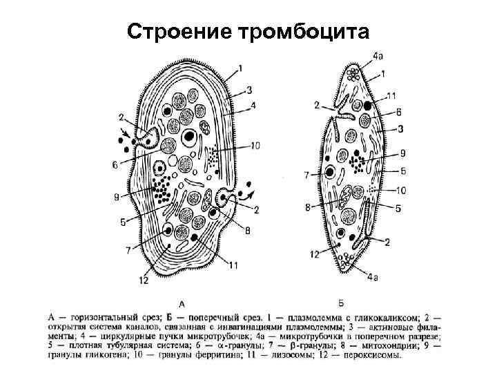Строение тромбоцита 