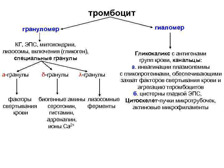 тромбоцит грануломер КГ, ЭПС, митохондрии, лизосомы, включения (гликоген), специальные гранулы гиаломер Гликокаликс с антигенами
