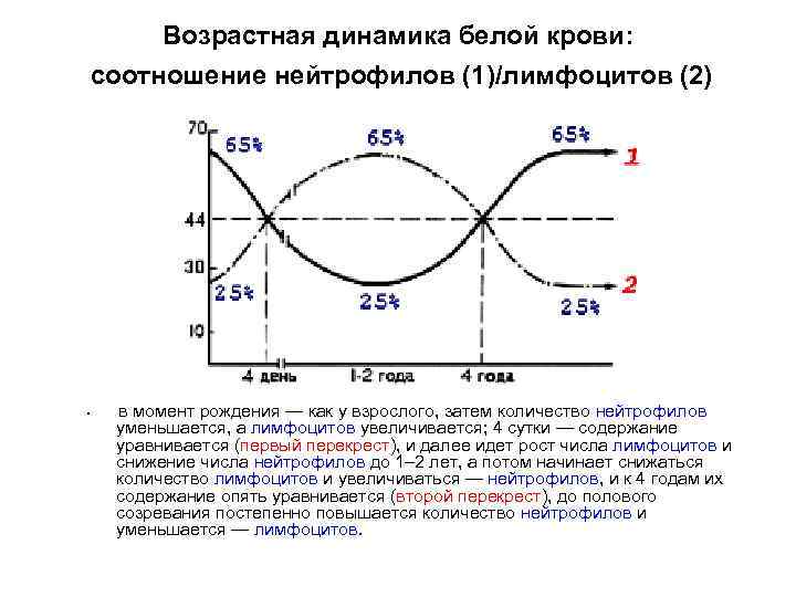 Возрастная динамика белой крови: соотношение нейтрофилов (1)/лимфоцитов (2) • в момент рождения — как