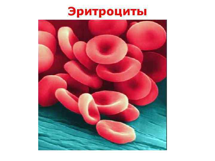 Эритроциты 1 мкм 