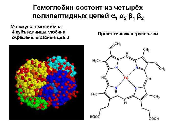 Гемоглобин состоит из четырёх полипептидных цепей α 1 α 2 β 1 β 2