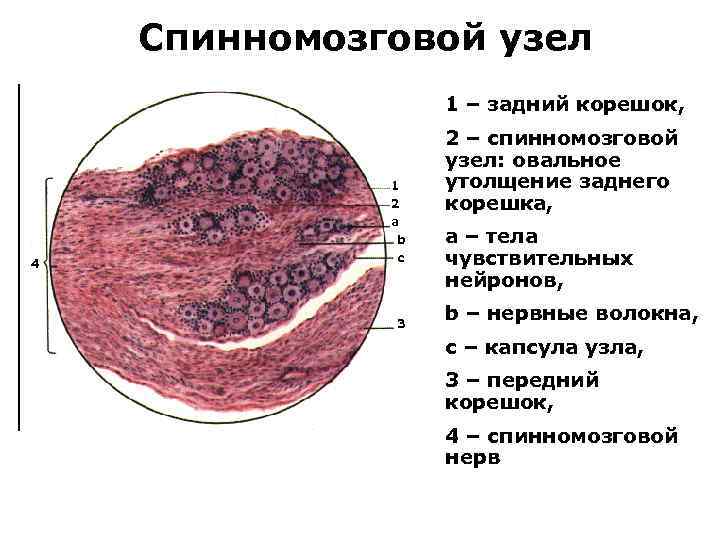 Спинномозговой узел 1 – задний корешок, 1 2 a b 4 c 3 2