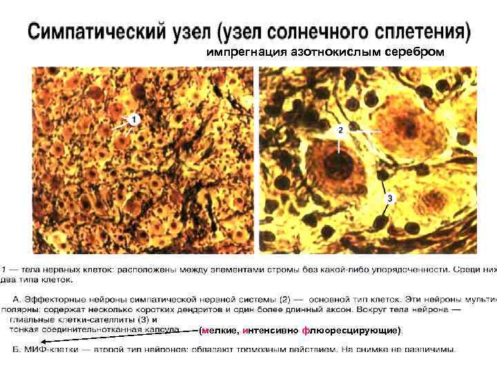 импрегнация азотнокислым серебром (мелкие, интенсивно флюоресцирующие). 