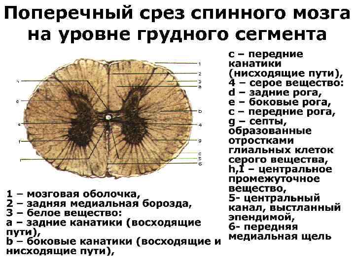 Поперечный срез спинного мозга на уровне грудного сегмента 
